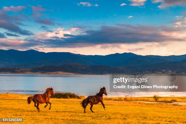 running horses - bulgaria stock pictures, royalty-free photos & images