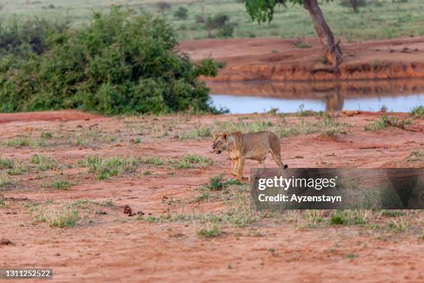 lioness at wild - solo vermelho - fotografias e filmes do acervo