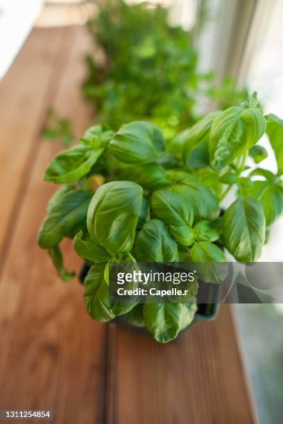 jardinage - plantes aromatique - basil stock-fotos und bilder