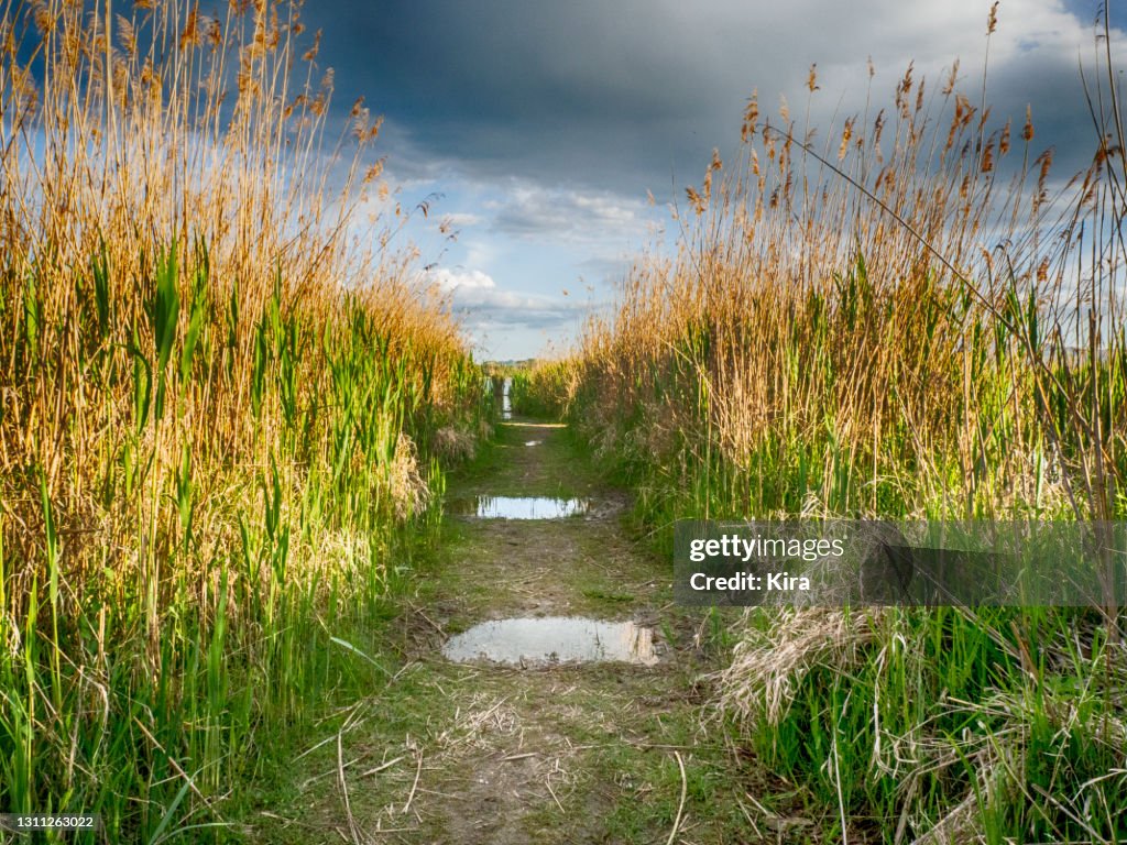 Puddles on a footpath through tall grass, Italy