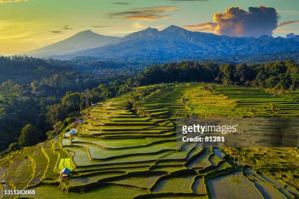 aerial view of flooded tropical rice fields in rural landscape, mandalika, lombok, west nusa tenggara, indonesia - lombok bildbanksfoton och bilder