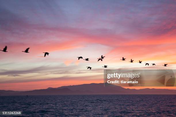 flock of geese flying over the pacific ocean at sunset, berkeley, california, usa - geese flying stock pictures, royalty-free photos & images