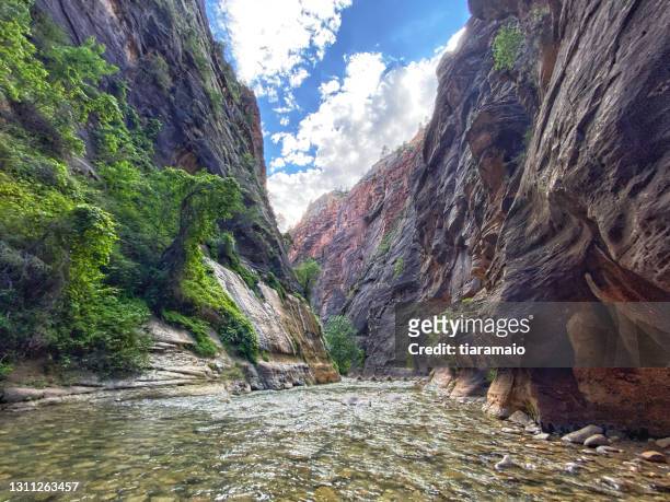 virgin river, the narrows, zion canyon, zion national park, utah, usa - estrechos de zion fotografías e imágenes de stock