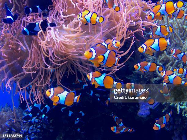 clown fish swimming in a coral reef, usa - anemonefish ストックフォトと画像