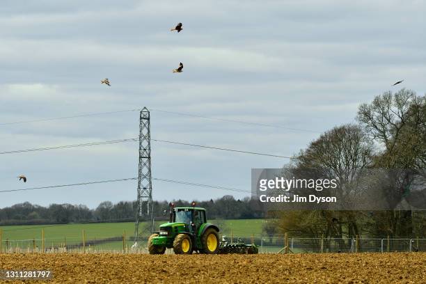 Red Kites follow a farmer as he ploughs his field in front of Jones Hill Wood, on April 07, 2021 in Great Missenden, England. After a prolonged legal...