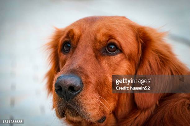 golden retriever dog - hussein52 stock pictures, royalty-free photos & images