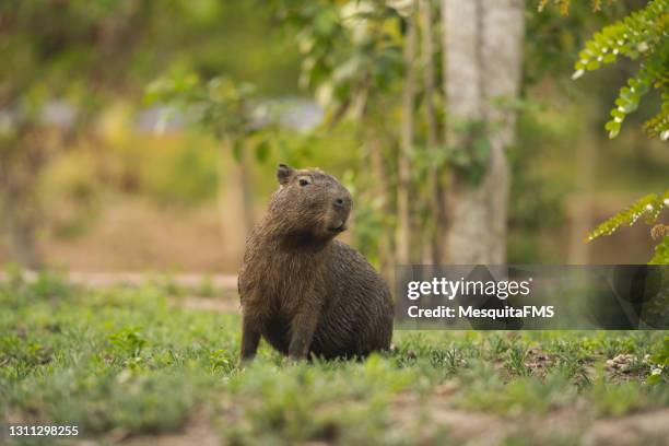 capibara en su hábitat natural - poncho fotografías e imágenes de stock
