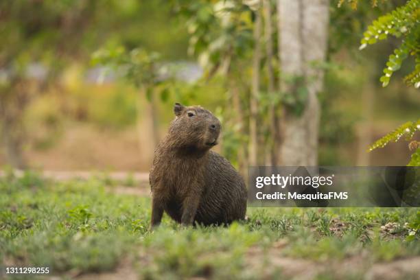 自然の生息地にあるカピバラ - capybara ストックフォトと画像