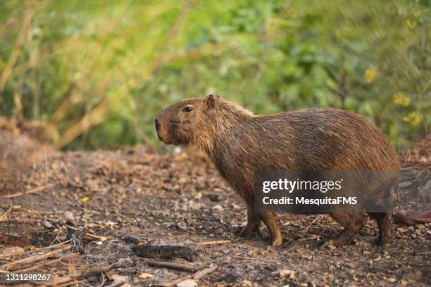 capybara marchant dans la forêt - mata atlantica photos et images de collection