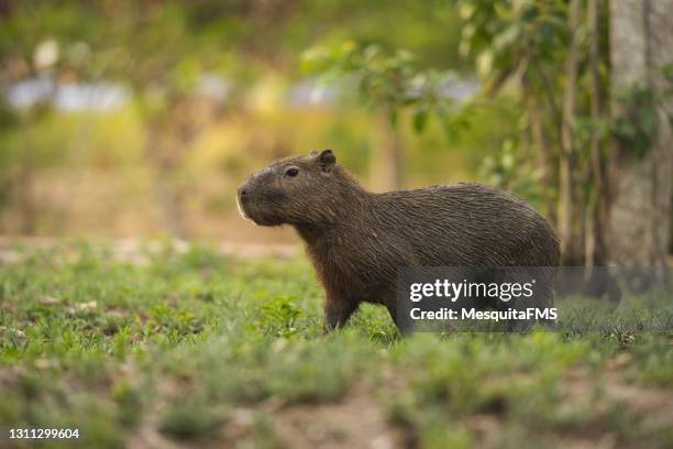 capybara brasiliana - capibara foto e immagini stock