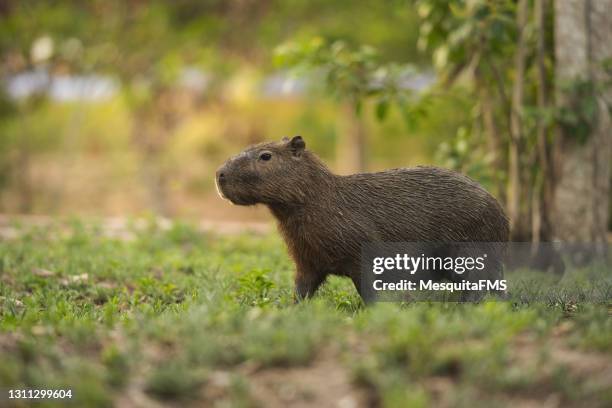 ブラジルカピバラ - capybara ス�トックフォトと画像