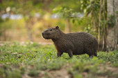 Brazilian Capybara