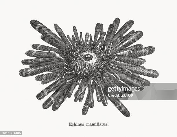 red slate pencil urchin (heterocentrotus mamillatus), wood engraving, published 1893 - sea urchin stock illustrations
