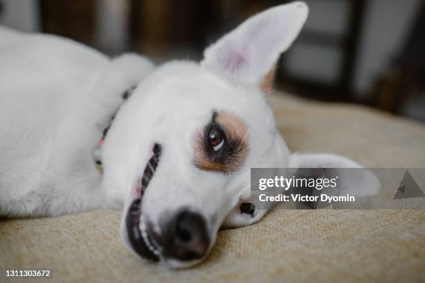 funny white dog laying on the bed - portrait chantier stock-fotos und bilder