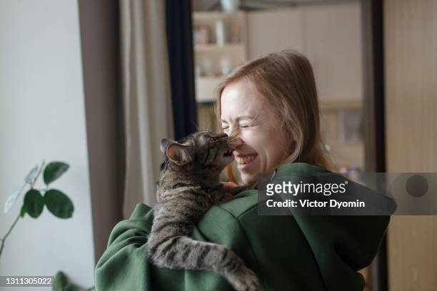 gray domestic cat bites its owner's nose gently - tamdjur bildbanksfoton och bilder