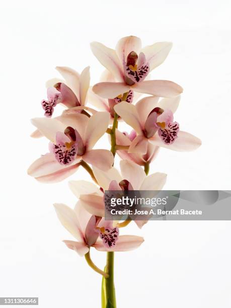 branch of orchids (ophrys cymbidium) on a white background. - orquidea salvaje fotografías e imágenes de stock