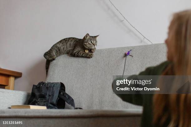 funny tabby cat on the grey sofa observes the bait - avoidance ストックフォトと画像