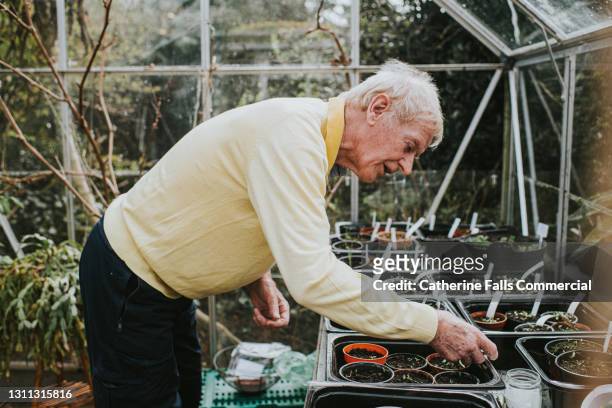 an elderly man examines seedlings in his greenhouse - 80s uk stockfoto's en -beelden