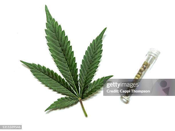 medical cannabis leaf and seed vial - marijuana leaf 個照片及圖片檔