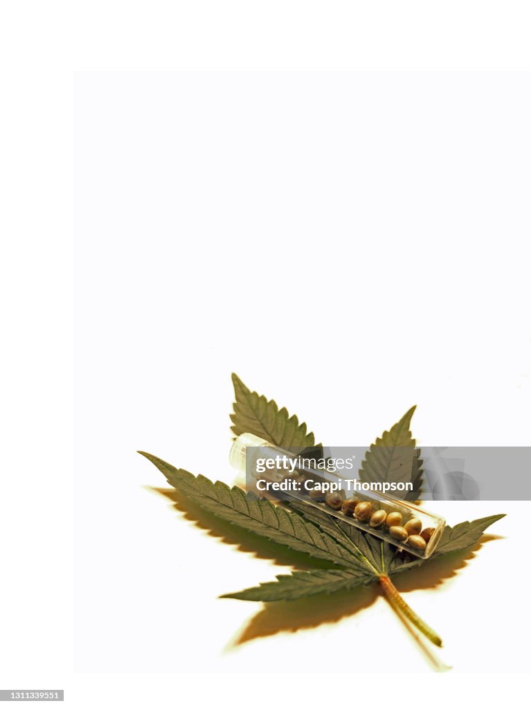 Medical cannabis seeds in vial and over white background