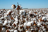 Cotton fields ready to be harvested