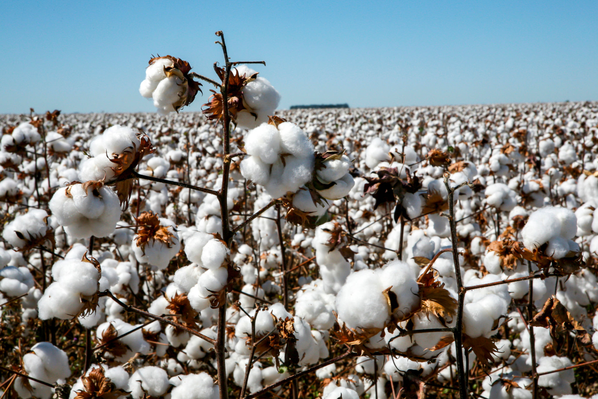 organic cotton field
