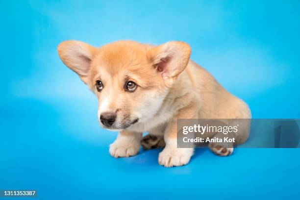little corgi with a sad face - pembroke welsh corgi puppy foto e immagini stock