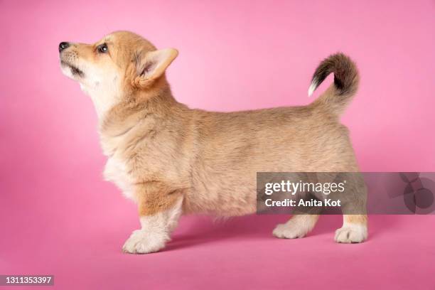 welsh pembroke corgi puppy - pembroke welsh corgi puppy foto e immagini stock