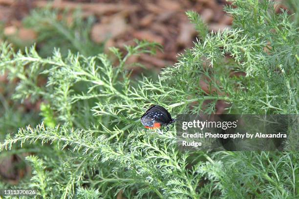 atala butterfly. - eumaeus 個照片及圖片檔