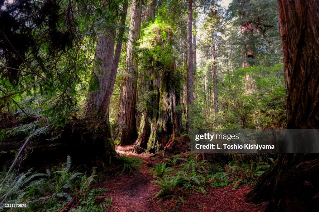 Redwood forest in California
