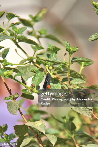 atala butterfly. - eumaeus stock pictures, royalty-free photos & images