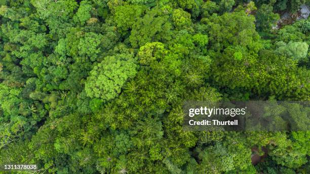 vue de drone de la canopée australienne de forêt tropicale - australian rainforest photos et images de collection