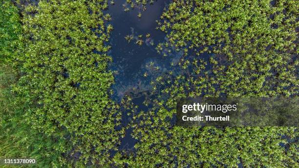 drone mening van wetlandgebied met vervuild water met zichtbare olievlek - olielek stockfoto's en -beelden