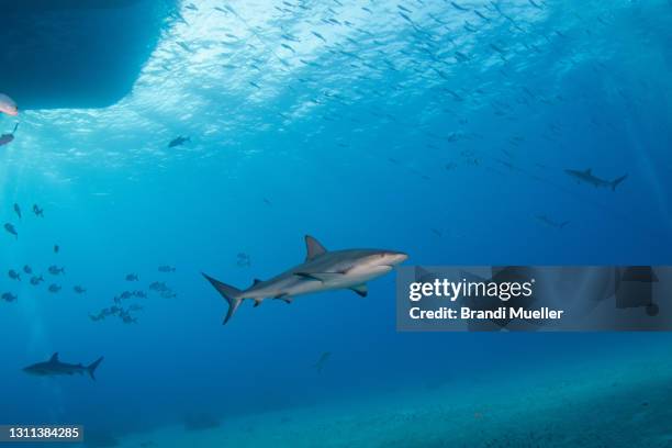 gray reef shark underwater in the bahamas - caribbean reef shark imagens e fotografias de stock