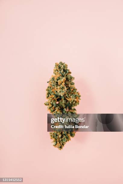 marijuana bud, cannabis - drug reform stock pictures, royalty-free photos & images