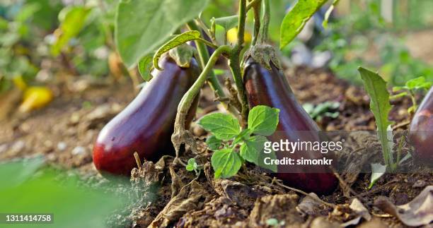 aubergine growing in farm - eggplant imagens e fotografias de stock