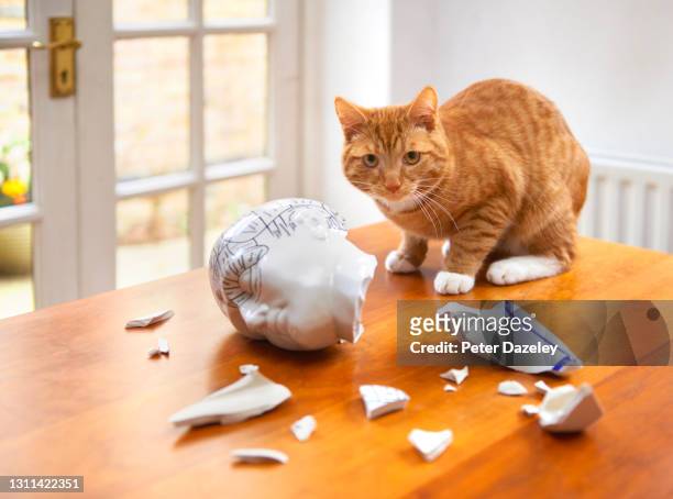 ginger cat accidently breaking china head - caught in the act stock pictures, royalty-free photos & images