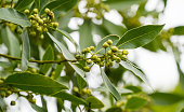 Laurus nobilis aromatic evergreen leaves with flower bud close-up. Bay tree (bay laurel, sweet bay, true laurel, Grecian laurel) grows in Arboretum Park Southern Cultures in Sirius (Adler) Sochi.