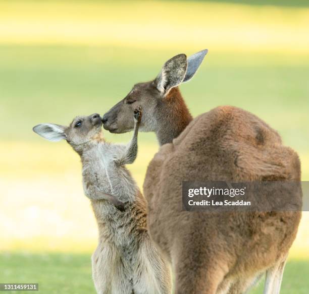 mother's love - cria de canguru imagens e fotografias de stock