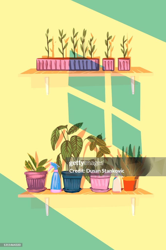 Plants on the shelf