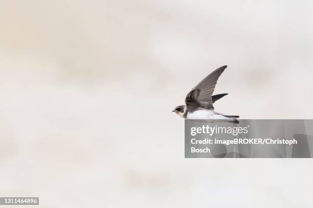 sand martin (riparia riparia), in flight, lower saxony, germany - riparia riparia stock pictures, royalty-free photos & images