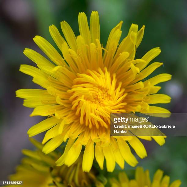 flower of dandelion (taraxacum), not yet fully open, saxony, germany - leontodon stock pictures, royalty-free photos & images