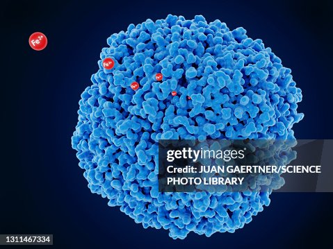 Ferritin molecule, illustration Ferritin molecule, illustration