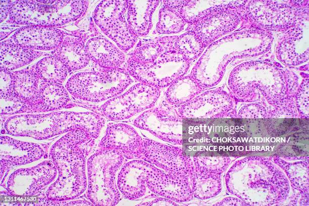 Small Testes Visual Testes Anatomy Photos and Premium High Res Pictures - Getty Images
