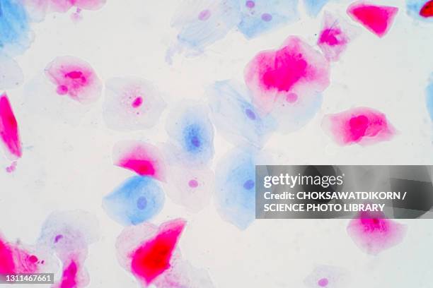 squamous epithelial cells, light micrograph - squamous epithelium stock pictures, royalty-free photos & images