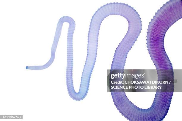 tapeworm of cattle, light micrograph - tenia foto e immagini stock