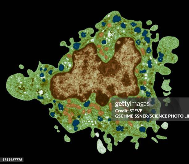 macrophage, tem - immunology stock pictures, royalty-free photos & images