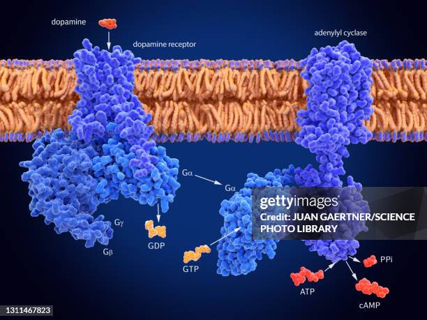 camp-dependent pathway, molecular model - membrane stock-grafiken, -clipart, -cartoons und -symbole