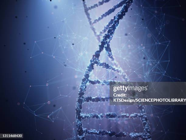 genetic engineering, conceptual illustration - model blue background stock illustrations