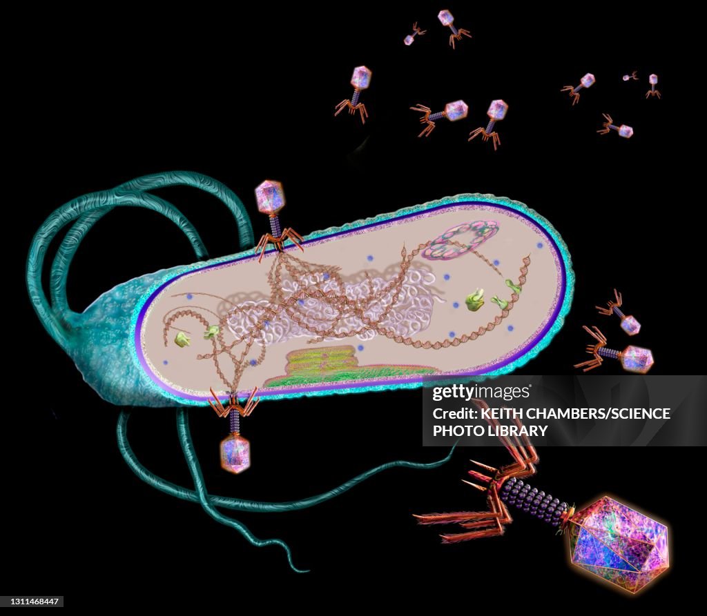 Phages infecting a bacterial cell, illustration